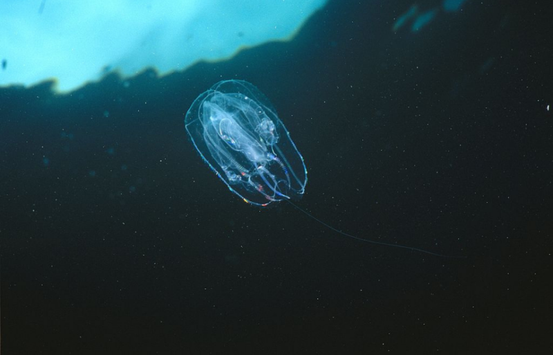 Ctenophore moving through the water