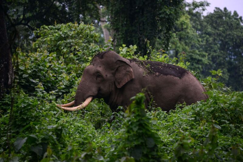 Elephant standing in foliage