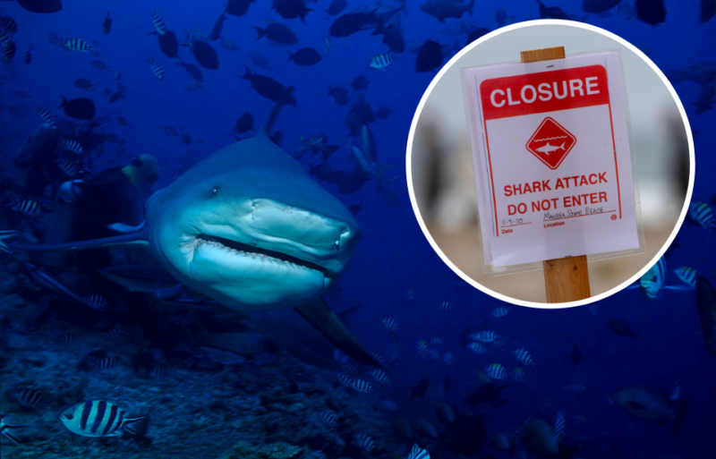Bull shark swimming within a school of fish + Sign warning about a shark attack