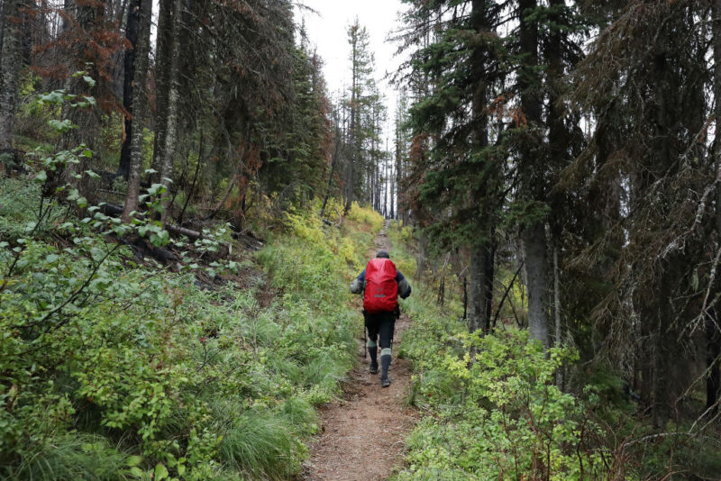 Hiker walking along a dirt path in the middle of Glacier National Park