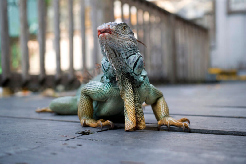 Iguana standing on a wooden deck