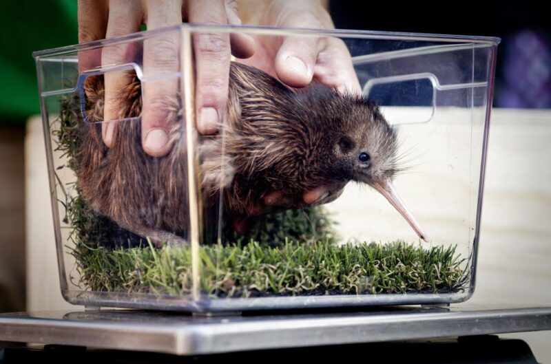 Kiwi chick being placed in a plastic container lined with grass