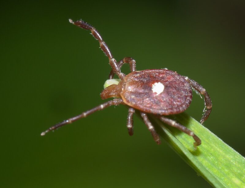 Lone Star tick on a blade of grass
