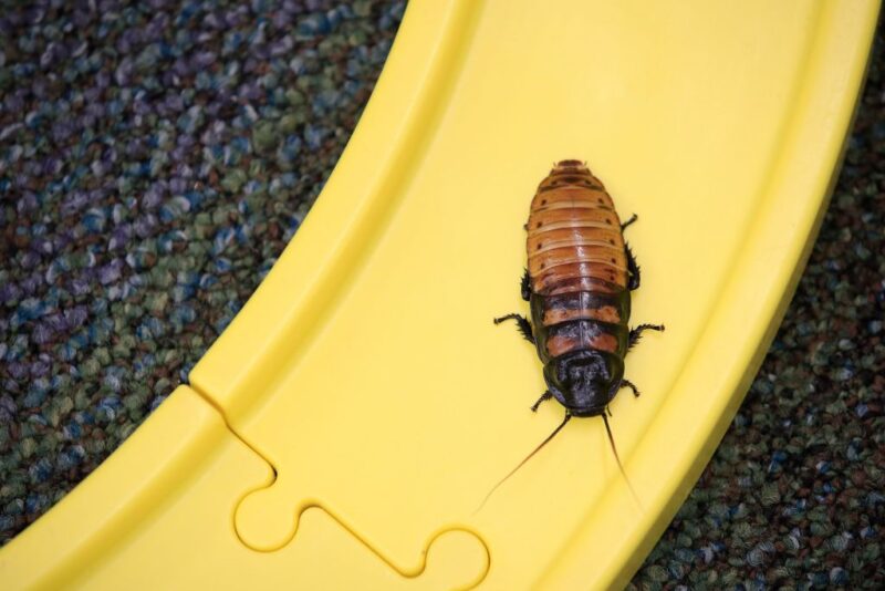 Madagascar Hissing Cockroach sitting on a toy race track