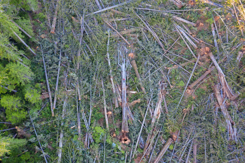 Felled western red cedar trees in an old-growth forest grove
