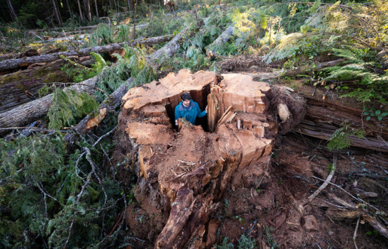 Man standing within a tree trunk