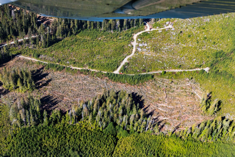 Aerial view of the felled western red cedar grove in Quatsino Sound
