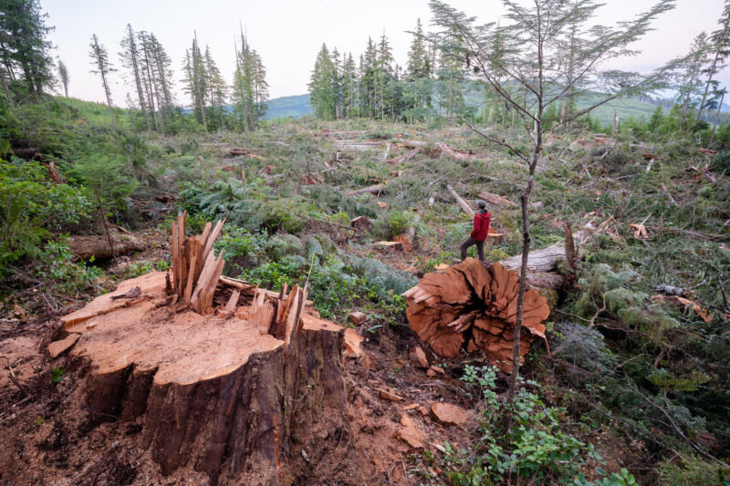 Man standing on a felled western red cedar