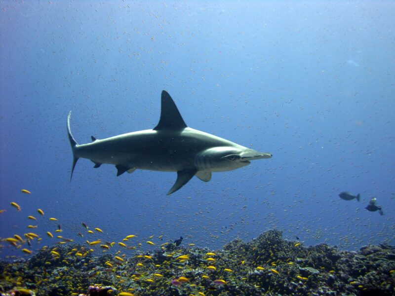 Scalloped hammerhead shark swimming over coral