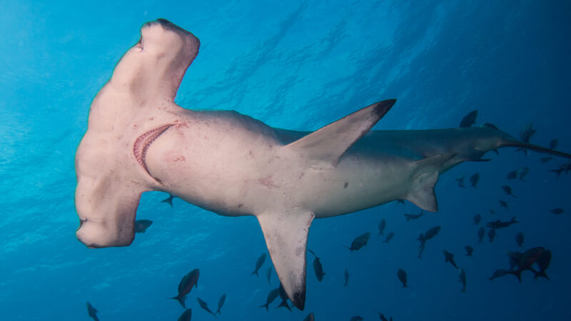 Scalloped hammerhead shark swimming