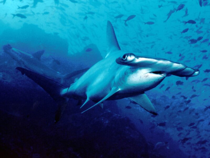 Scalloped hammerhead shark swimming among a school of fish