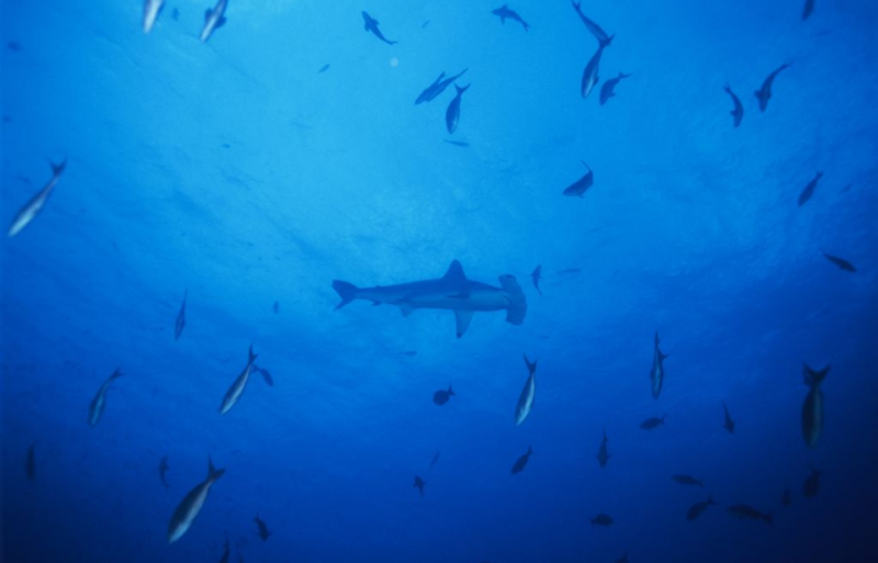 Scalloped hammerhead shark swimming among a school of fish