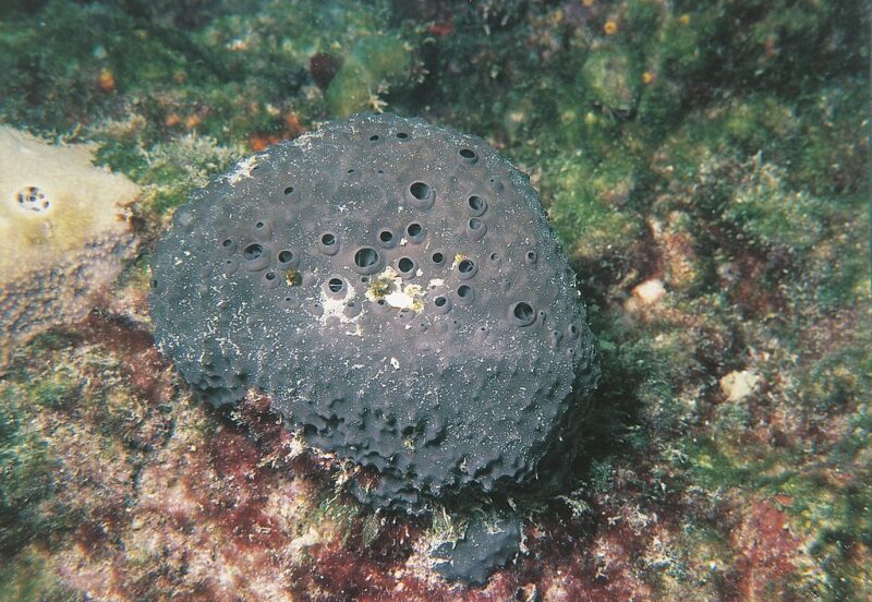 Sea sponge sitting on coral