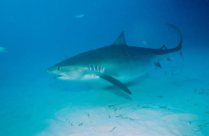 Tiger shark swimming along the ocean floor