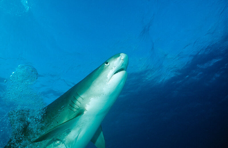 Tiger shark swimming underwater