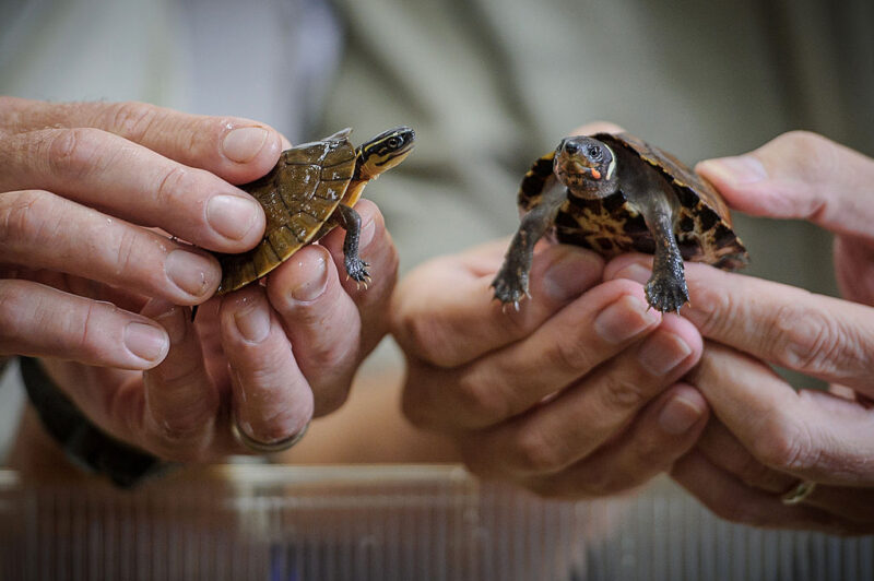 Two turtles being held by human hands