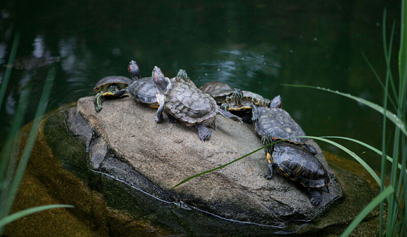 Seven turtles sitting on a rock