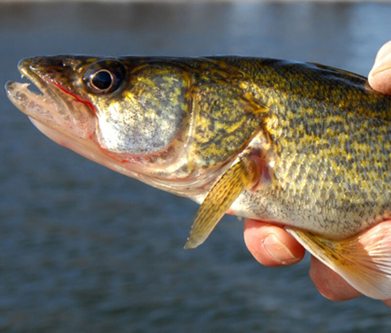 Walleye fish being held above water