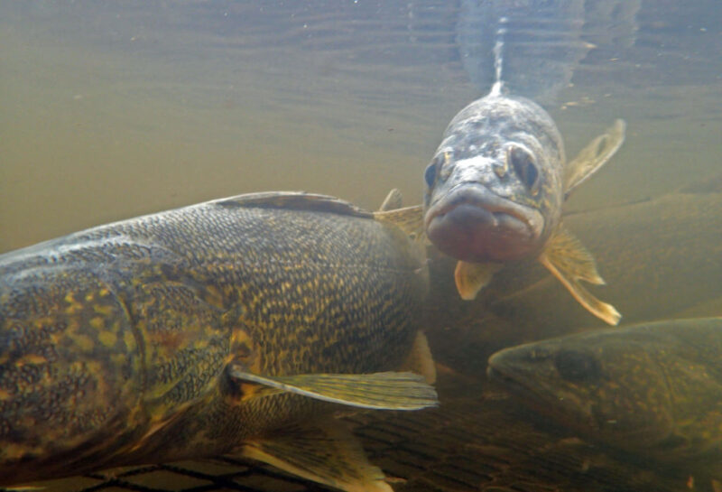 Four walleyes swimming underwater