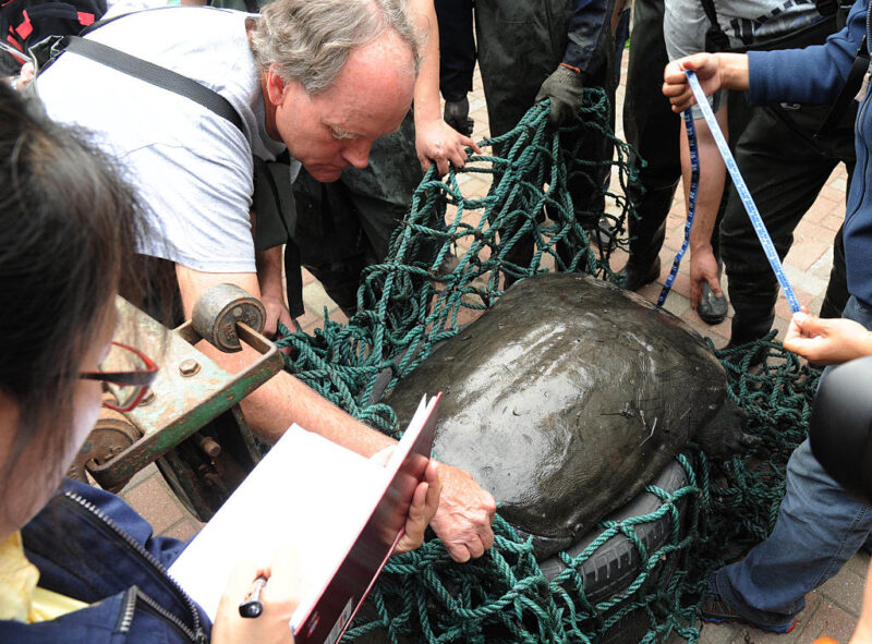 Group of experts standing over a Yangtze giant softshell turtle