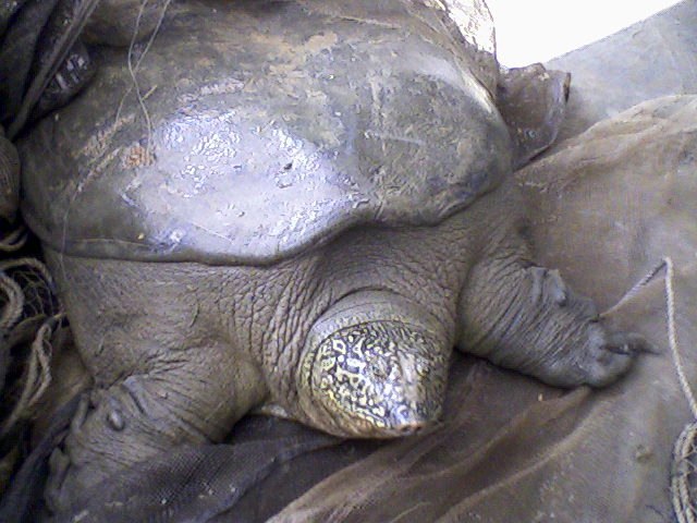 Yangtze giant softshell turtle standing on a brown towel