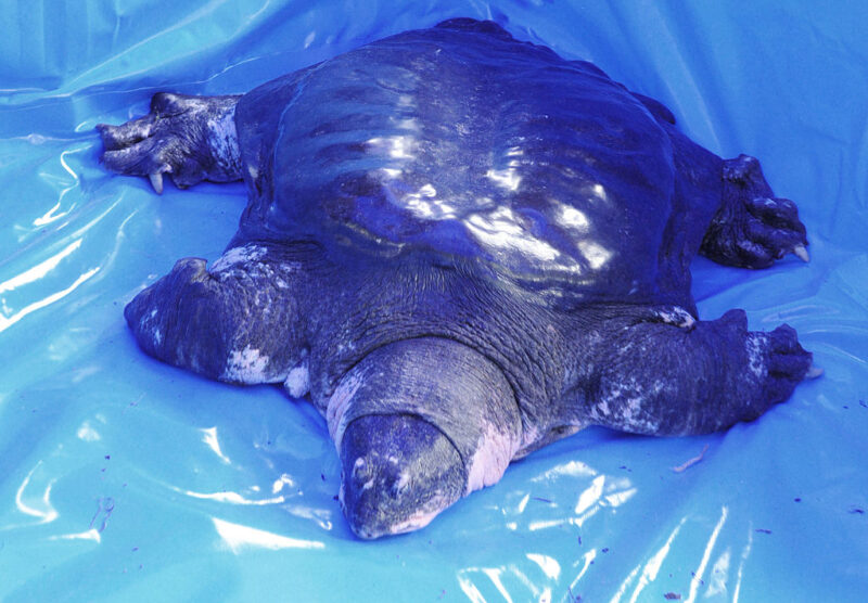 Yangtze giant softshell turtle sitting on a blue tarp