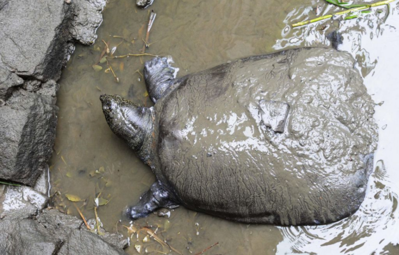 Yangtze giant softshell turtle sitting in the mud