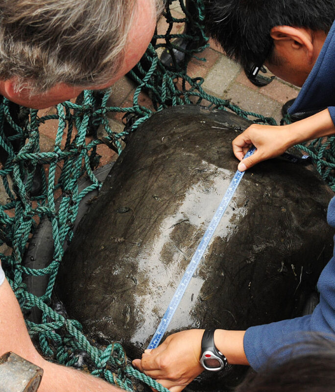 Two men measuring the shell of a Yangtze giant softshell turtle