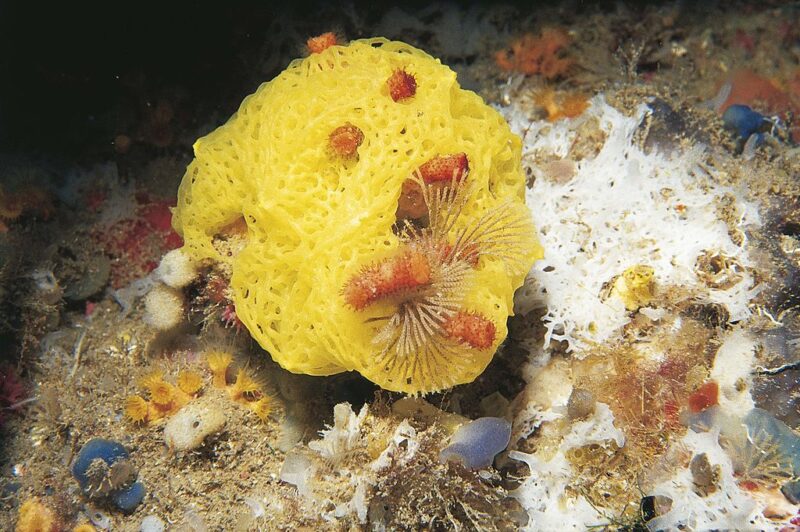 Yellow network sponge sitting on coral